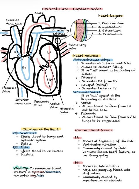 Struggling to understand cardiac nursing concepts? This study guide is for you! Full of colorful graphics, diagrams, and tables, this guide breaks down complex topics into easy-to-study pieces, helping you make the most of your study time! This guide is 17 pages long. Please message me if you have questions! Cardiac Med Surg Nursing, Cardiac Catherization Nursing, How To Study Nursing, Cardiac Sonography Student, Heart Anatomy Notes, Medical Notes Study Guides, Cardiac Nursing Cheat Sheets, Nursing Cardiac, Nursing Concepts