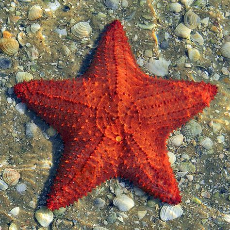 Oreaster reticulatus - Red Cushion Sea Star | Another photo … | Flickr Sea Invertebrates, Starfish Species, Starfish Project, Color Symbolism, Sea Of Stars, Red Cushion, Sea Stars, Stella Marina, Water Animals