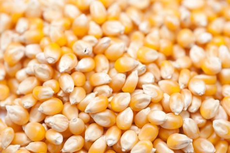 Popcorn Seeds, Corn Vegetable, Corn Maize, Popcorn Kernels, Corn Seed, Dried Corn, Yellow Corn, Healthy Bacteria, Big Balls