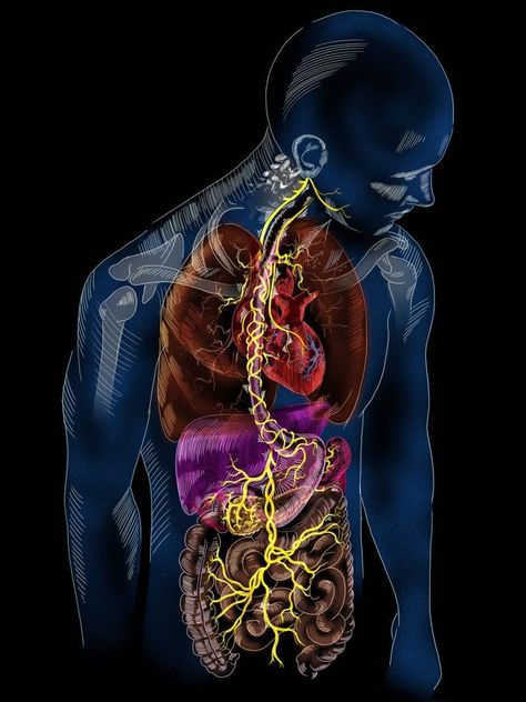 Nerf Vague, Nerve Anatomy, Nervus Vagus, Vishuddha Chakra, Medical Wallpaper, Biology Art, Brain Connections, Cranial Nerves, Gut Brain