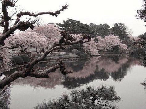 Shinjuku Gyoen, Sakura Tree, Pretty Landscapes, Japan Aesthetic, 수채화 그림, Art Japonais, Pics Art, Nature Aesthetic, Pretty Places