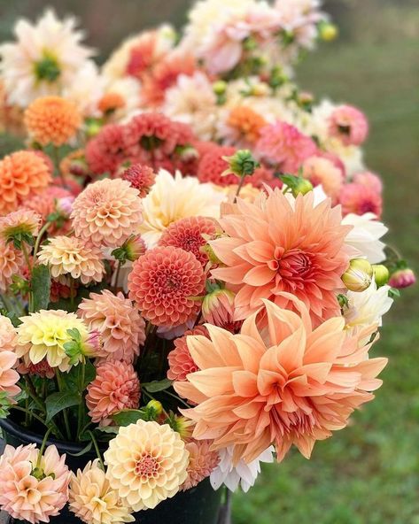 Flower Farm Photoshoot Ideas, Dahlia Aesthetic, Dahlia Centerpiece Wedding, Dahlia Wedding Bouquets, Cut Garden, Dahlias Wedding, Dahlia Garden, Dahlia Bouquet, Peonies And Hydrangeas