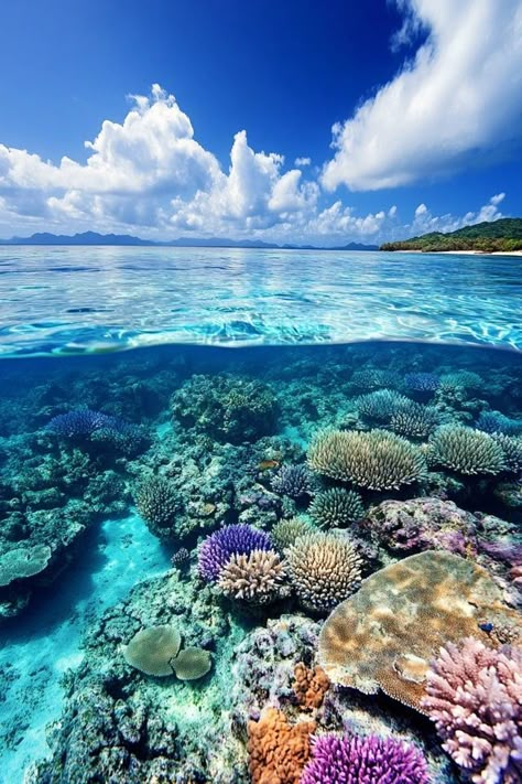 "🐠🌊 Dive into adventure with snorkeling in the Great Barrier Reef! Discover vibrant marine life, colorful coral, and underwater wonders. Swipe through our images for a peek into this amazing underwater world! 🌟🏝️ #GreatBarrierReef #SnorkelingAdventure #AustraliaTravel" Coral Ocean Aesthetic, Coral Reef Aesthetic, Habitat Projects, The Great Barrier Reef Aesthetic, Australia Great Barrier Reef, Ocean Therapy, Underwater Snorkeling, Underwater Photography Ocean Coral Reefs, Diving Great Barrier Reef