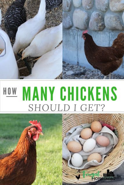 Raising Chickens For Beginners, Protein Deficiency, Molting Chickens, Raising Meat Chickens, Raising Chickens For Eggs, Chickens Backyard Breeds, Raising Turkeys, Chickens For Eggs, Chickens For Beginners