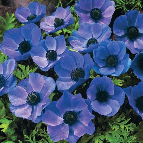 Solarium Ideas, Blue And White Garden, Anemone Coronaria, Flower Garden For Beginners, Anemone Flowers, Flowers To Plant, Garden For Beginners, Anemone Flower, Meadow Flowers