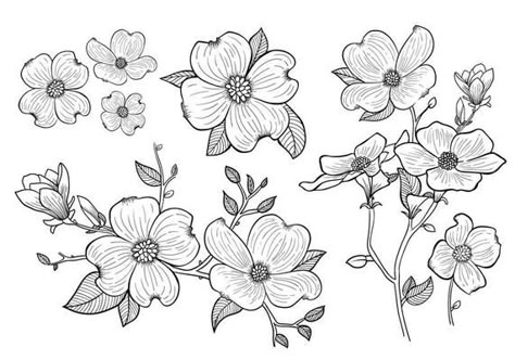 Hand Drawn Dogwood Flowers Dogwood Tattoo, Dogwood Flower Tattoos, Flower Vector Art, Dogwood Blooms, Dogwood Flower, Gif Disney, Dogwood Blossoms, Flower Outline, Dogwood Flowers