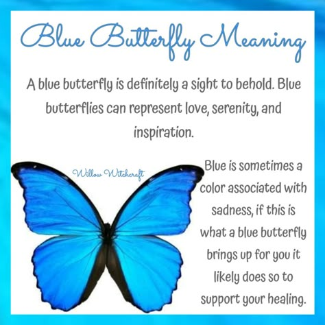 Willow Witchcraft Blue Butterfly Symbolism Meaning, Blue Butterfly Spiritual Meaning, Butterfly Symbolism Meaning, Blue Butterfly Meaning, Butterfly Spiritual Meaning, Small Blue Butterfly, Butterfly Spiritual, Butterfly Symbolism, Butterfly Meaning