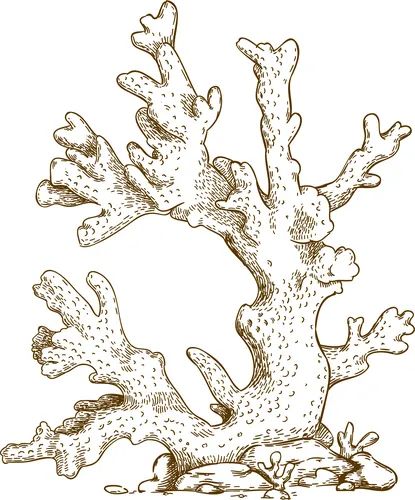 Corals hand drawn Royalty Free Vector Image - VectorStock Coral Vector, Coral Illustration, Coral Reef Drawing, Coral Tattoo, Underwater Tattoo, Coral Drawing, Coral Reef Art, Scrapbook Overlay, Stippling Art