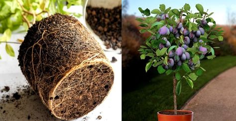 How To Grow Plum Tree From Seeds In Pot Best Food Ever - SVG Damson Plum, Plum Seed, California Backyard, Japanese Plum, Dried Plums, Plum Fruit, Plum Tree, Organic Soil, Best Food Ever