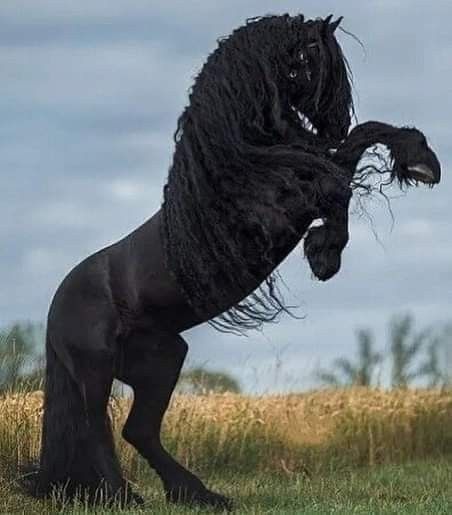 Beautiful Horses Wild, Friesian Stallion, Rare Horses, Friesian Horses, Beautiful Horses Photography, Beautiful Horse Pictures, Horse Wallpaper, Black Horses, Most Beautiful Horses