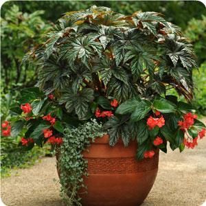 This site is AWESOME. Photo galleries of container gardens - shade, sunny, partial etc... with instructions to plant and description of flowers. One of the best I've seen. Tattoo Plant, Annual Flowers, Garden Containers, Lawn And Garden, Container Plants, Shade Garden, Succulent, Garden Pots, Ikebana