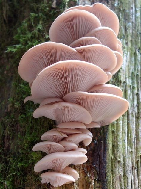 Mushroom Pictures, Plant Fungus, Mushroom Fungi, Mushroom Art, Wild Mushrooms, Natural Forms, Nature Aesthetic, Patterns In Nature, Cool Plants