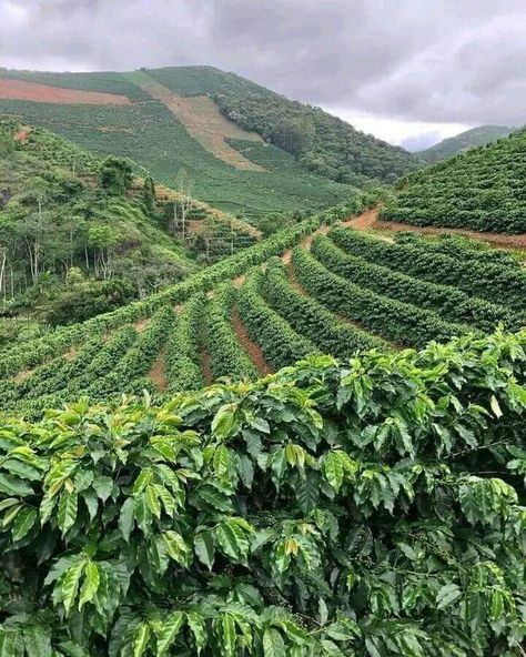 Agriculture Pictures, Coffee Process, Coffee Plants, Farm Cabin, Colombian Coffee, Coffee Tree, Coffee World, Farm Photography, Coffee Farm