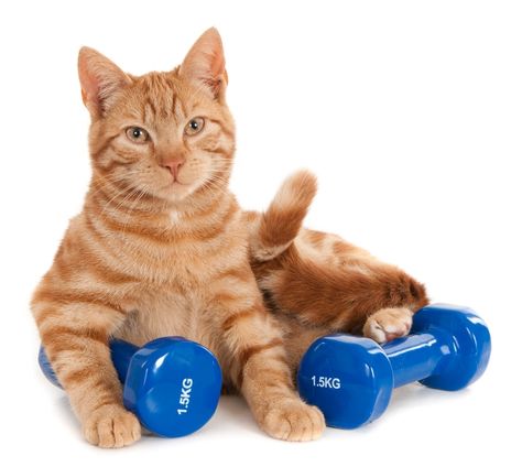 Get fit with your feline fitness guru: Exercising with Your Cat: A How-To Guide Cat Working Out, Exercise For Cats, Cat On Treadmill, Cat Workout, Cat Exercise, Do Exercise, All About Cats, Cats Illustration, Cat Pin