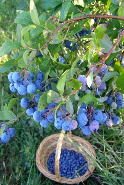 Blueberry Picking, Blueberry Farm, Blue Berries, Berry Picking, Beautiful Fruits, Wild Blueberries, Fruit Garden, Summer Fruit, Coffee Cake