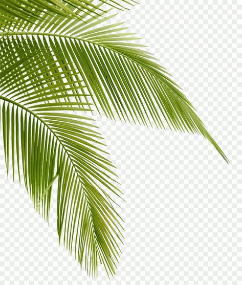 Palm tree, leaves, Arecaceae Leaf Frond, Coconut leaves, watercolor Leaves, palm Tree, grass Coconut House, Grass Png, Instagram Logo Transparent, Palm Tree Sticker, Palm Tree Png, Moon Balloon, Tropical Elements, Palm Tree Leaf, Small Palm Trees