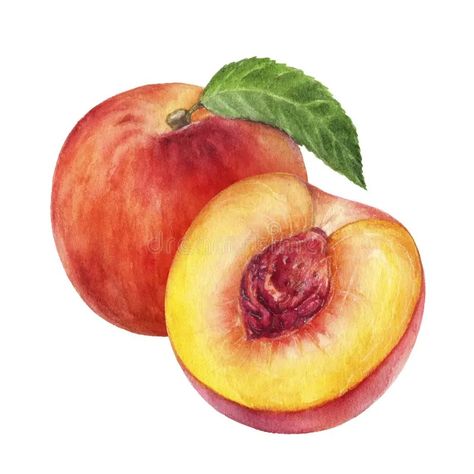 Peach Fruit Illustration, Peach Slice Drawing, Apricot Drawing, Peaches Watercolor, Peach Images, Peach Artwork, Olive Illustration, Fruit Drawings, Watercolour Fruit