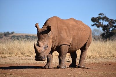 three rhinos walking on farm road photo – Free Animal Image on Unsplash Badak Jawa, Rhino Facts, Rhino Pictures, Animal Drawing Reference, Rhino Species, African Rhino, African Safari Animals, Forest Habitat, Bo Derek