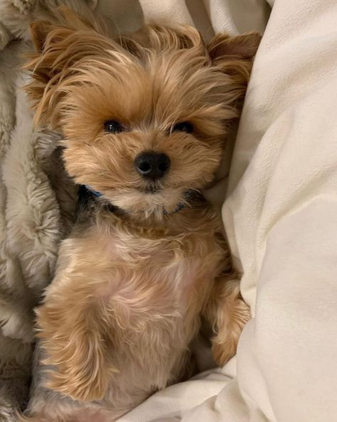 Yorkie Shih Tzu Mix, Shih Tzu Maltese Mix, Shorkie Dogs, Maltese Yorkie Mix, Shorkie Puppies, House Manager, Funny Ferrets, Dog And Puppies, Maltese Shih Tzu