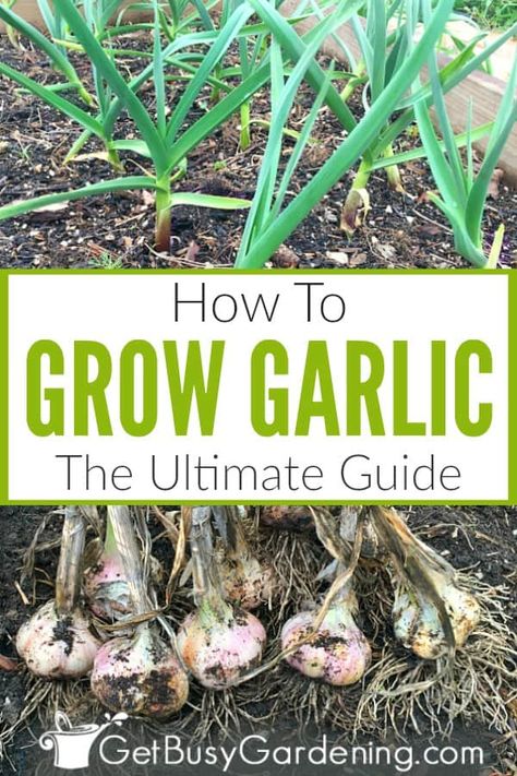 Garlic is rather easy to grow outdoors in your vegetable garden. Once you know exactly how to grow garlic at home, you may never have to buy it at the grocery store again. Learn all about growing garlic from cloves to harvest in this detailed guide. Includes information about the two main types of garlic (softneck and hardneck), where and how to plant, and care instructions for soil, sunlight, watering, pest control, pruning the scapes, harvesting, and more! Growing Garlic From Cloves, Types Of Garlic, When To Harvest Garlic, How To Plant Garlic, Garlic Plant, Garlic Growing, Plant Garlic, Garden Care Tips, Soil Fertilizer