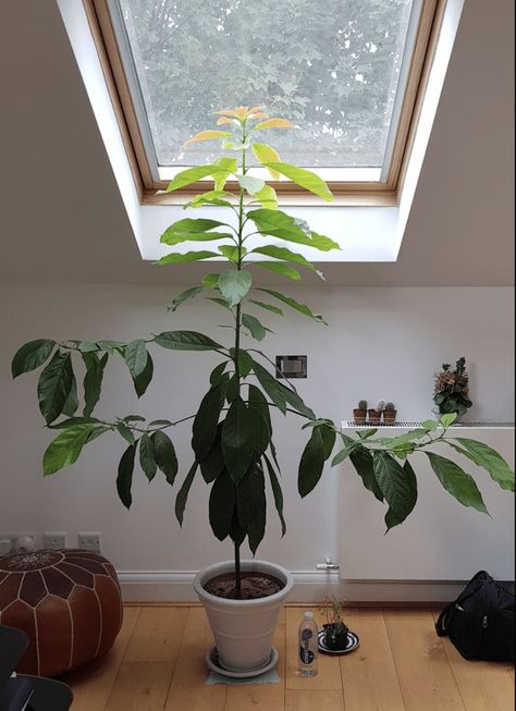 Indoor Avocado Tree, Avocado Tree Care, Avocado Plant, Grow Avocado, Growing Greens, Avocado Tree, Plants Are Friends, Low Ceilings, Garden Bulbs