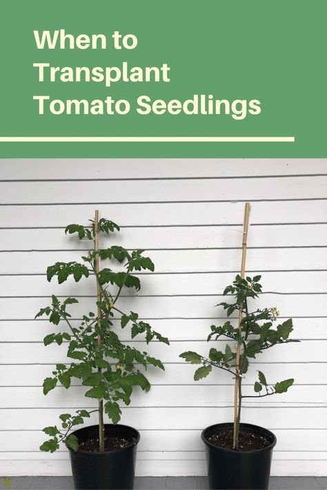 When to Transplant Tomato Seedlings Backyard Hacks, Plants From Seeds, Homestead Gardening, Herb Boxes, Tomato Seedlings, Seedling Pots, Indoor Herb, Herb Gardening, Short Plants