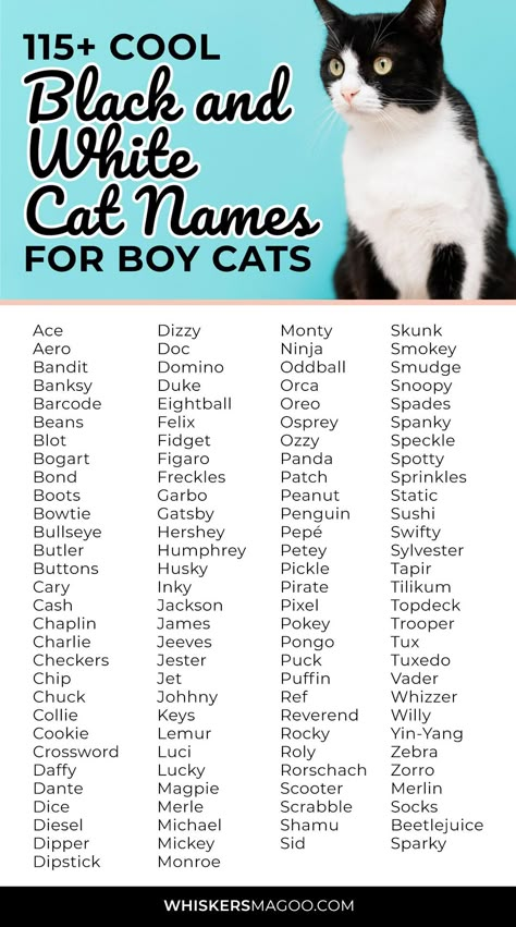 115+ Cool Black and White Cat Names for Boy Cats - From Felix, Ace, and Checkers, to Snoopy, Sylvester, Pepé, and Tux, check out over 115 cool black and white cat names for boy cats right here! #catnames Black Cats Name Ideas, Cat Names For Black Cats, Black Cat Names Boys, Boy Cat Names Unique, Male Black Cat Names, Black And White Cat Names, Male Cat Names Unique, Kitten Names Boy, Cat Names Boy