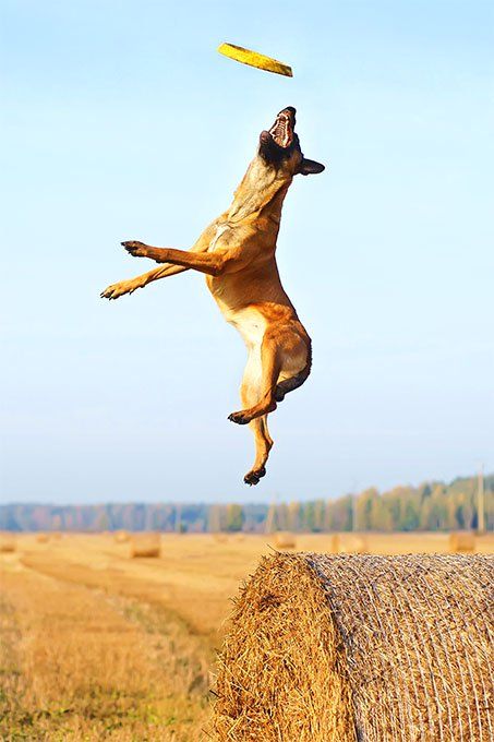 Belgium Malinois, Protection Dogs, Hyper Dog, Belgian Malinois Dog, Reactive Dog, Malinois Dog, Dog Sports, Dogs Stuff, Belgian Shepherd