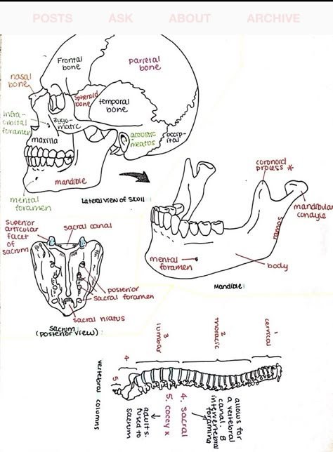 Anatomy Notes, Studie Hacks, Radiology Student, Basic Anatomy, Nurse Study, Medical Notes, Nursing School Motivation, Kedokteran Gigi, Basic Anatomy And Physiology