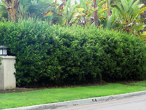 Hedge Ideas, Rambler House, Evergreen Nursery, Privet Hedge, California Landscaping, Privacy Hedges, Fast Growing Hedge, Fairytale Garden, Door Projects