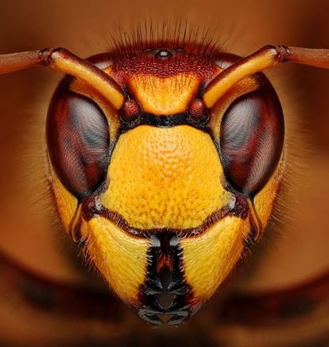 Wasp Closeup!  Call A1 Bee Specialists in Bloomfield Hills, MI today at (248) 467-4849 to schedule an appointment if you've got a stinging insect problem around your house or place of business! Super Macro Photography, Macro Fotografia, Macro Fotografie, Insect Eyes, Pictures Of Insects, Foto Macro, Macro Pictures, Faces Photography, Wow Photo