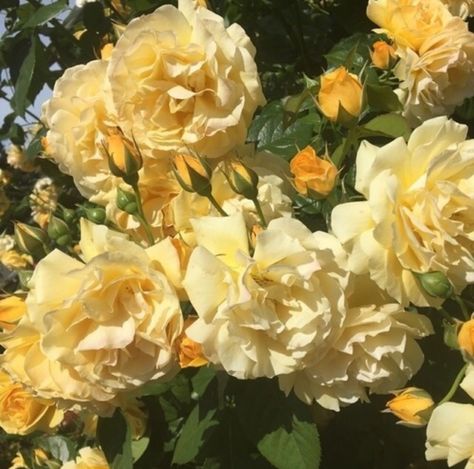 Roses Photography, Yellow Aesthetic Pastel, Hufflepuff Aesthetic, Yellow Theme, Trendy Flowers, Yellow Aesthetic, Aesthetic Colors, Pastel Yellow, Mellow Yellow