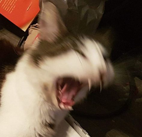 Screaming Animals, Black Eye Color, Cat Reaction, Scared Cat, Angry Cat, Silly Cats Pictures, Cat Meme, Silly Animals, Funny Cat Pictures