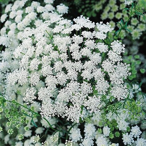 Queen Annes Lace Magical Properties, Ammi Majus, Queen Ann’s Lace Flower, Queen Annes Lace Photography, Flower Identification, Plant Home, Queen Anne's Lace Flowers, Flower Branding, Queen Anne's Lace