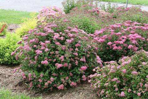 Ohio Gardening, Bobo Hydrangea, Spirea Bush, Spirea Shrub, Spiraea Japonica, Pink Spring Flowers, Gardening Techniques, Foundation Planting, Perennial Shrubs