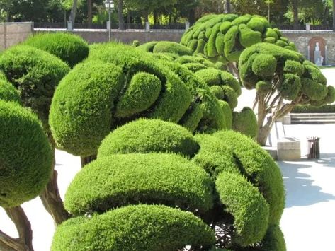 Cloud Pruning, Boxwood Bush, Topiary Garden, Japan Garden, Hedge Trimmers, Landscape Plan, Top Soil, Evergreen Shrubs, Garden Trees