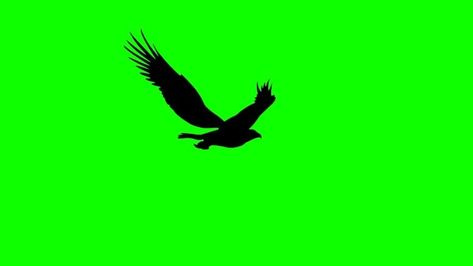 Get a 20.020 second silhouette of the flying eagle, stock footage at 29.97fps. 4K and HD video ready for any NLE immediately. Choose from a wide range of similar scenes. Video clip id 1058057827. Download footage now! Eagle Animation, Bird Green Screen, Eagle Background, Crow Pictures, Green Screen Photography, Free Green Screen Backgrounds, Free Cartoon Characters, Green Screen Photo, Green Screen Footage