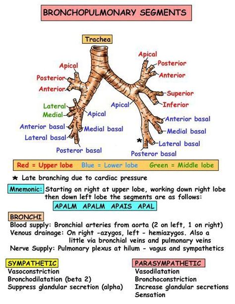 Respiratory Therapy Notes, Respiratory Therapist Student, Respiratory System Anatomy, Respiratory Therapy Student, Lung Anatomy, Medical Student Study, Pulmonology, Nursing School Survival, Respiratory Care