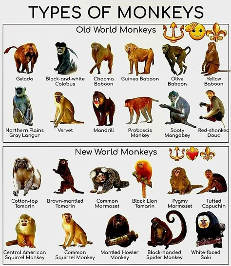 Zoology Aesthetic Notes, Zoology Aesthetic, Brazil Animals, Monkey Types, Monkey Species, Most Dangerous Animals, Animal Infographic, Types Of Monkeys, Pig Breeds