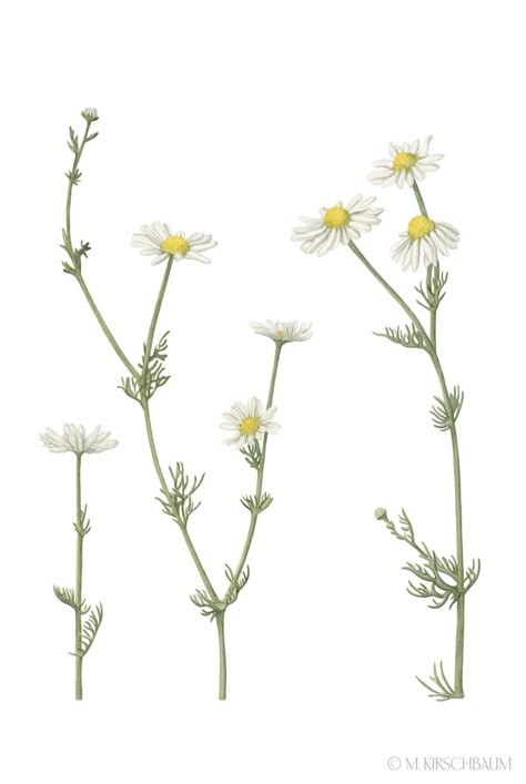 #camomile Camomile Tattoo, Camomile Drawing, Chamomile Drawing, Chamomile Watercolor, Camomile Illustration, Chamomile Illustration, Daisy Flower Drawing, Aster Tattoo, Botanisches Tattoo