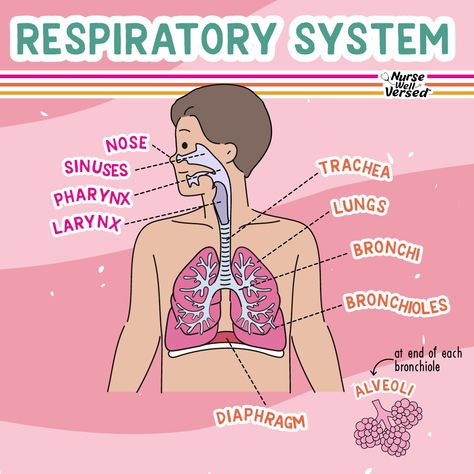 🫁 Anatomy of the Respiratory System The respiratory is broken down into the upper respiratory tract and the lower respiratory tract. The Upper Respiratory Tract Includes: 1️⃣ Nasal passages 2️⃣ Sinuses 3️⃣ Pharynx 4️⃣ Larynx ⭐️ Key functions: Air filtration, humidification, smell, coughing, speaking, swallowing The Lower Respiratory Tract Includes: 1️⃣ Trachea 2️⃣ Bronchi 3️⃣ Bronchioles 4️⃣ Alveoli ⭐️ Key functions: Gas exchange, sound production, and maintaining acid-base balance Gas Exchange Respiratory System, Respitory System Notes, Upper Respiratory System, Lower Respiratory Tract, Respiratory System Anatomy, Upper Respiratory Tract, Home Remedies For Bronchitis, Gas Exchange, Human Respiratory System