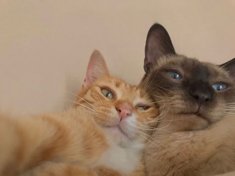 Two Cats Selfie, Me And You Cats, Cat Besties, Group Of Kittens, Cats Selfie, Couple Animals, Matching Cat Pfp Friends, Animal Selfie, Cat Selfies