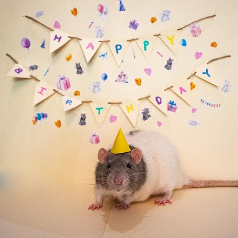 Rat Birthday, Funny Faces Quotes, Rats And Mice, Funny Rats, Cat Species, Cute Rats, A Rat, Pet Rats, Birthday Meme