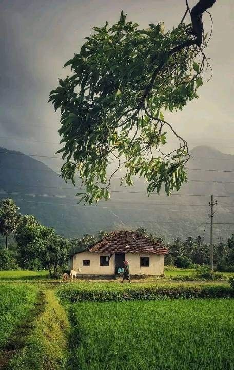 Indian Rural Aesthetic, Rural India Photography, Kerala Village Photography, Indian Village Aesthetic, Village Life Aesthetic, Indian Village House, Kerala Aesthetic, Cottage Scenery, Water Colour Landscape