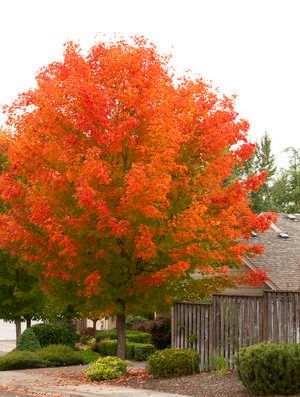 Nursery Tree Species— Our City Forest October Glory Maple, Fall Color Trees, Drought Tolerant Trees, Acer Rubrum, Red Maple Tree, Monrovia Plants, Wind Break, Plant Catalogs, Tree Nursery