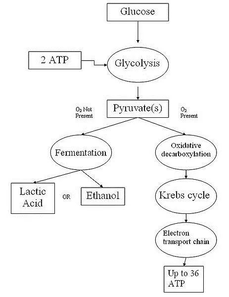 Cellular Respiration - Definition, Equation and Steps | Biology Dictionary Ap Bio Notes, Cellular Respiration Activities, Cellular Respiration And Photosynthesis, Glycolysis Pathways, Photosynthesis Worksheet, Citric Acid Cycle, Cell Respiration, Biochemistry Notes, Photosynthesis And Cellular Respiration