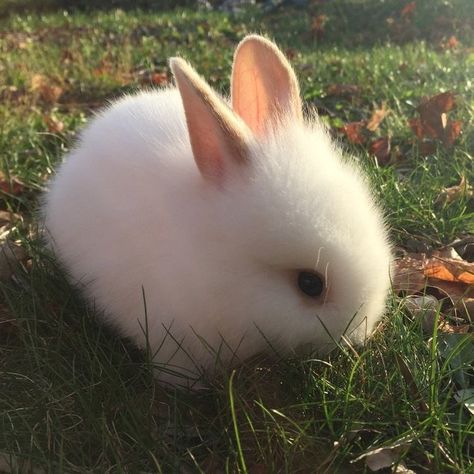 Cute Bunny Pictures, Bunny Pictures, Pet Bunny, Pets 3, Fluffy Animals, Cute Animal Photos, Baby Bunnies, Cute Creatures