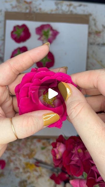 Lindsay Rae Art on Instagram: "This year I’m challenging myself to share more of my art process with you all. This is my first Pressed Flower Tips reel, with many more to come. Feel free to leave a comment if there are any types of flowers you would like to see featured! #pressedflowers #flowerpressingtips #artprocess #idahogrown #florals #boiseidaho #idahoag #flowergardens #floralpreservation #idahoartist #idahoart" Preserving Flowers In Resin, Flower Keepsake Ideas, How To Press Flowers In A Frame, How To Press Flowers, Diy Pressed Flower Art, Flower Hacks, Flower Petal Art, Flower Tips, Many More To Come