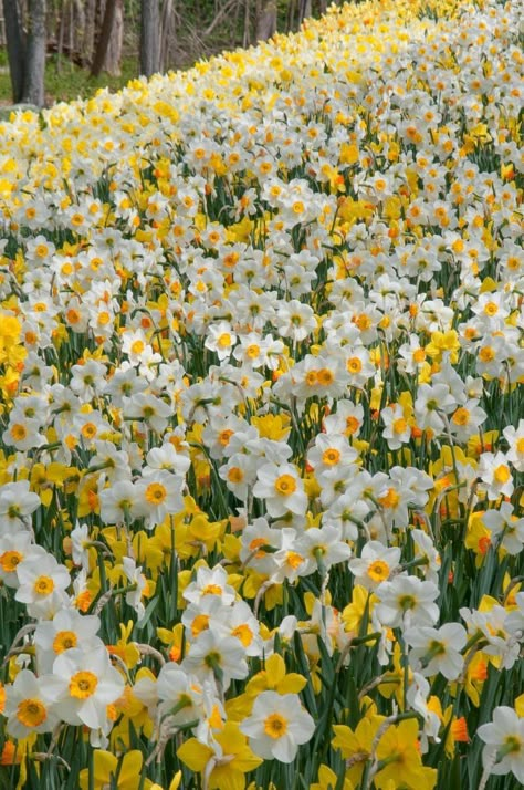 Spring Wallpaper Daffodils, Yellow Daffodils Wallpaper, Daffodil Wallpaper Iphone, Dafodill Flower Aesthetic, Dafadills Flowers, Fancy Daffodils, Daffodils Landscape, Daffodil Background, Daffodil Flower Aesthetic