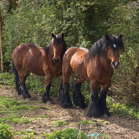 Draft horse :: Blue roan Brabant Draft Horse stallion. Description from pinterest.com. I searched for this on bing.com/images Belgian Draft, Draft Horse Breeds, Farm Horses, Pony Breeds, Horse Show Clothes, Barrel Racing Horses, Big Horses, Draft Horse, Work Horses